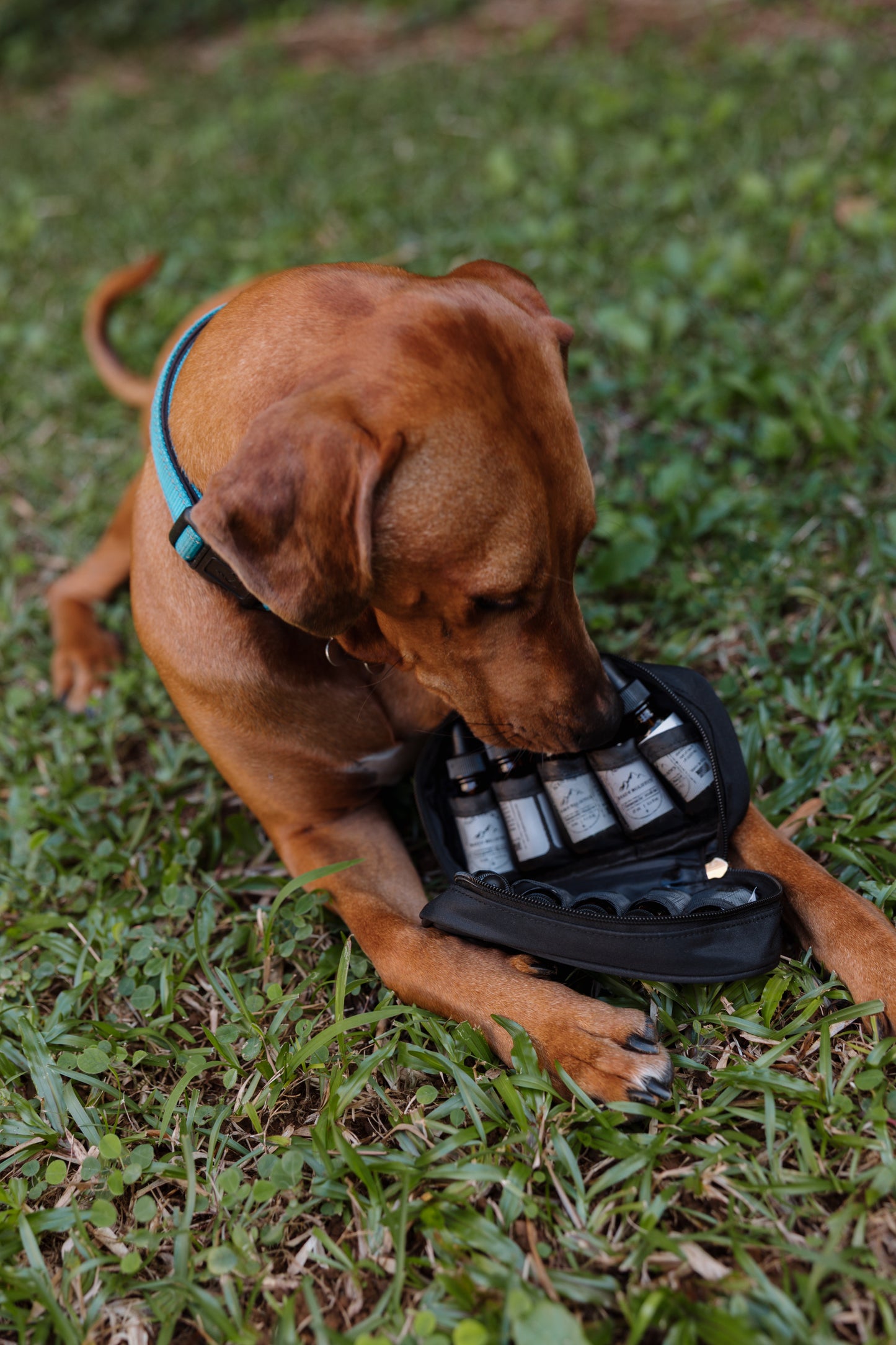 Veterinary First Aid Kit